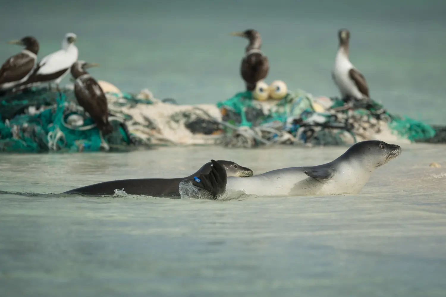 Seals swimming near a fishing net with birds in the background
