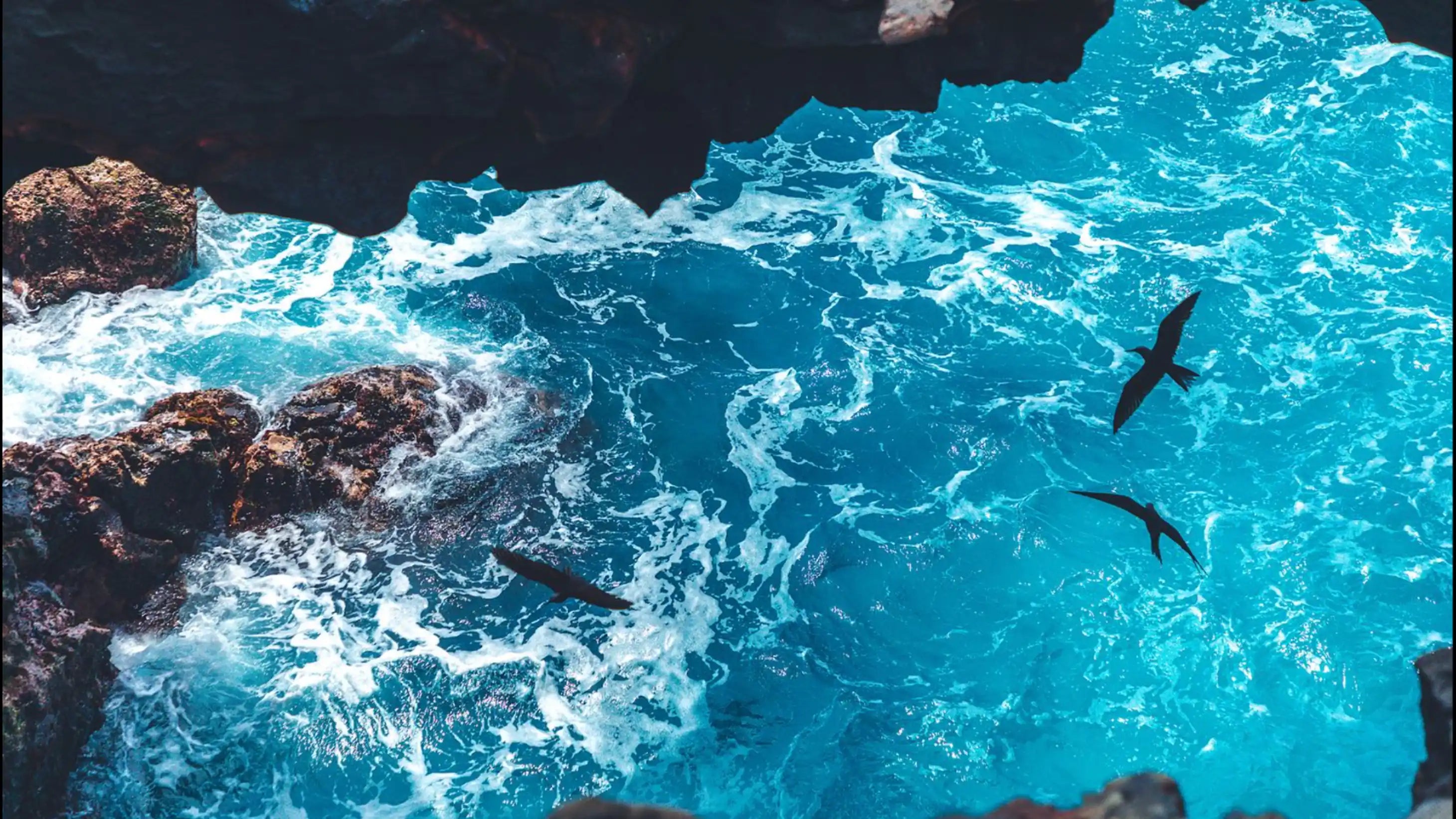 Birds flying over a rocky coastline with turquoise ocean water.